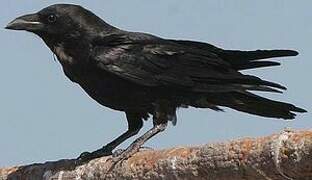 Chihuahuan Raven