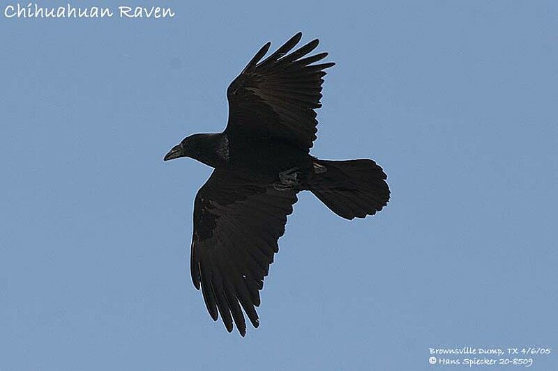 Corbeau à cou blanc