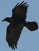 Chihuahuan Raven