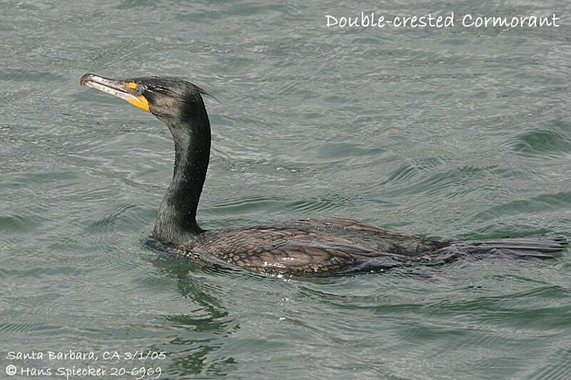 Double-crested Cormorant