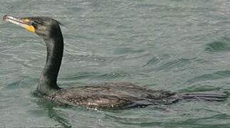 Double-crested Cormorant