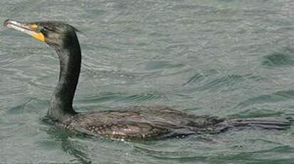 Cormoran à aigrettes