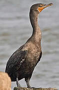 Cormoran à aigrettes