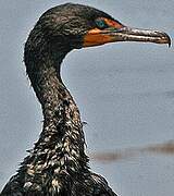 Cormoran à aigrettes