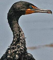 Cormoran à aigrettes
