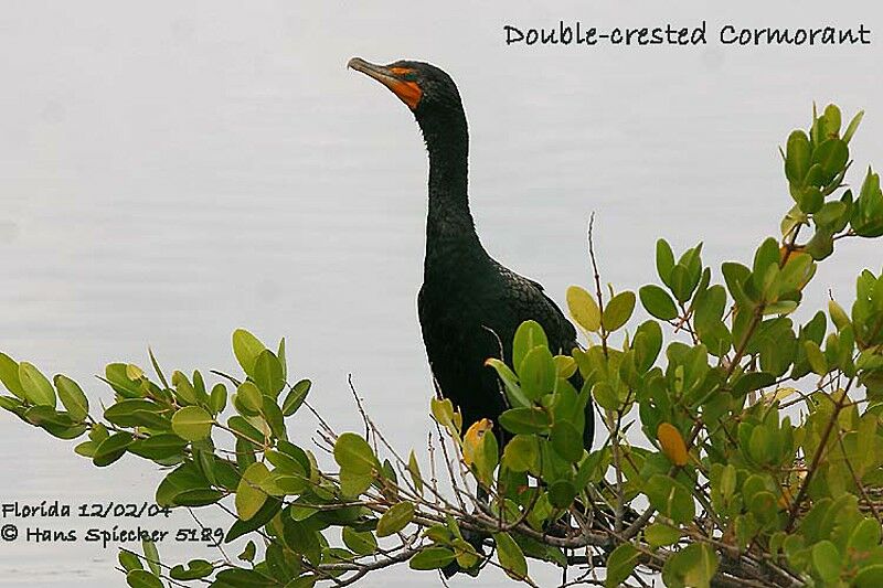 Double-crested Cormorant