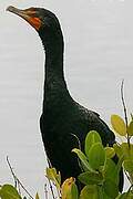 Cormoran à aigrettes