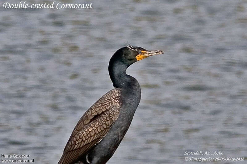 Double-crested Cormorantadult breeding, pigmentation