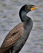 Cormoran à aigrettes