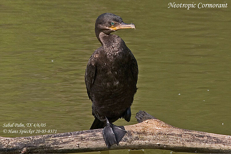 Cormoran vigua