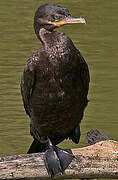 Neotropic Cormorant