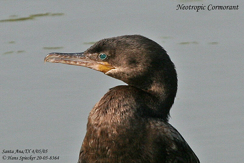 Neotropic Cormorant