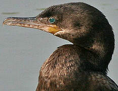 Neotropic Cormorant