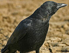 American Crow