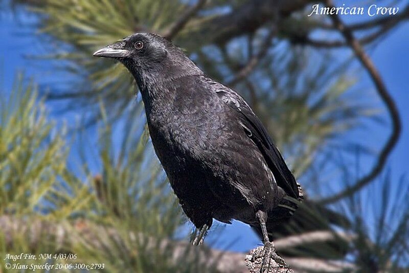 American Crowadult