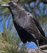 American Crow