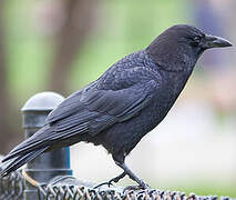 American Crow