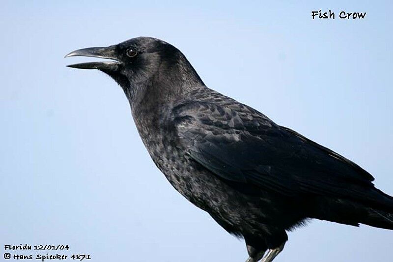 Fish Crow