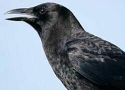 Fish Crow