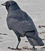 Fish Crow