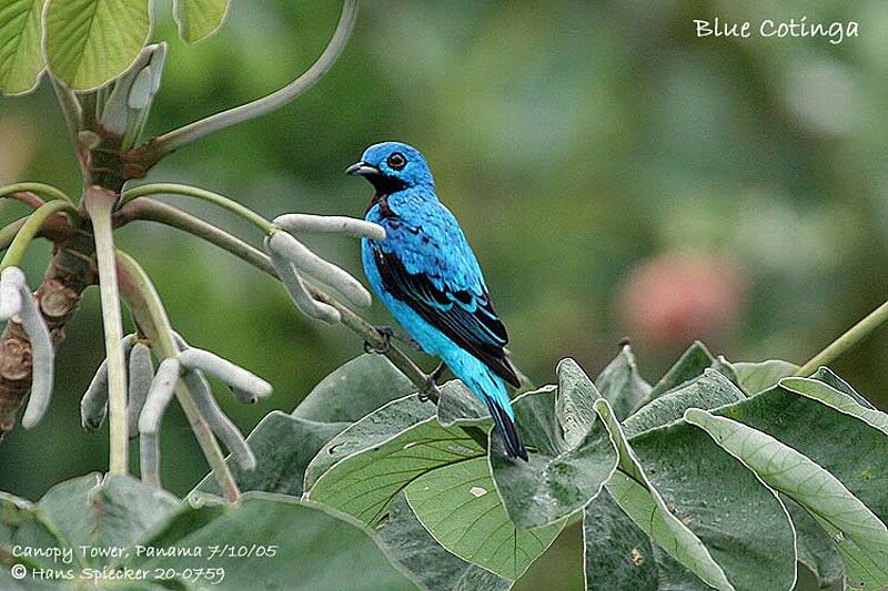 Cotinga bleu