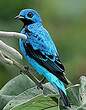 Cotinga bleu