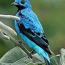 Cotinga bleu