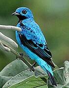 Blue Cotinga