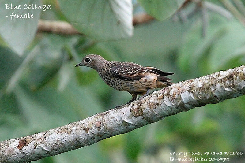 Blue Cotinga