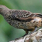 Cotinga bleu