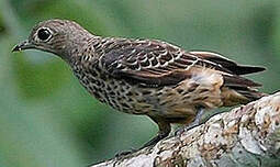 Cotinga bleu