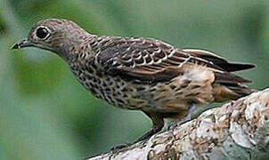 Cotinga bleu