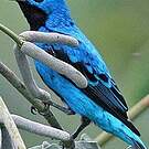 Cotinga bleu