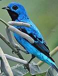 Cotinga bleu