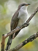 Yellow-billed Cuckoo