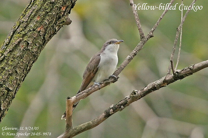 Yellow-billed Cuckoo