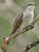 Yellow-billed Cuckoo