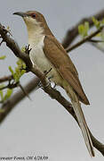 Black-billed Cuckoo