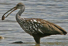 Limpkin