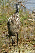 Limpkin