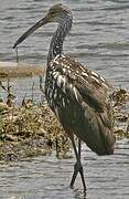 Limpkin