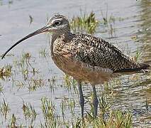 Long-billed Curlew