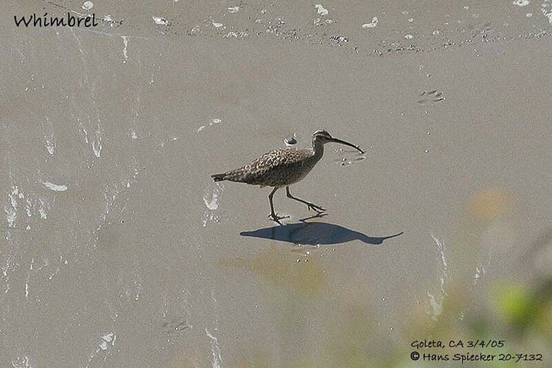 Whimbrel