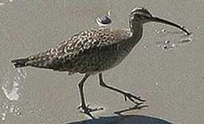 Eurasian Whimbrel