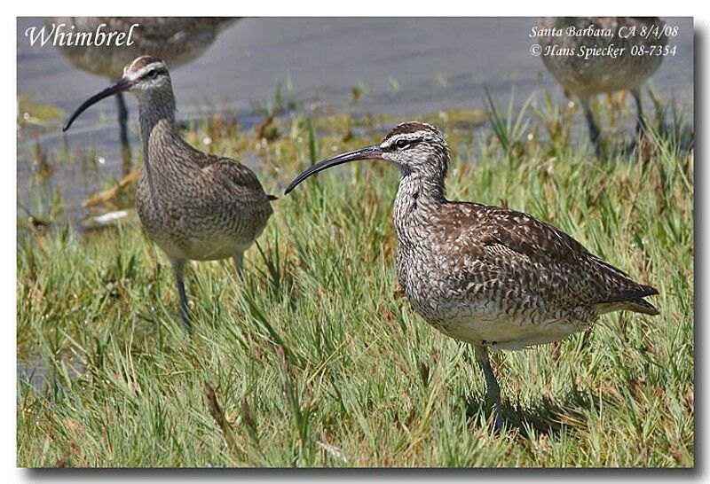 Hudsonian Whimbrel