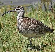 Hudsonian Whimbrel