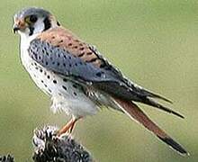 American Kestrel