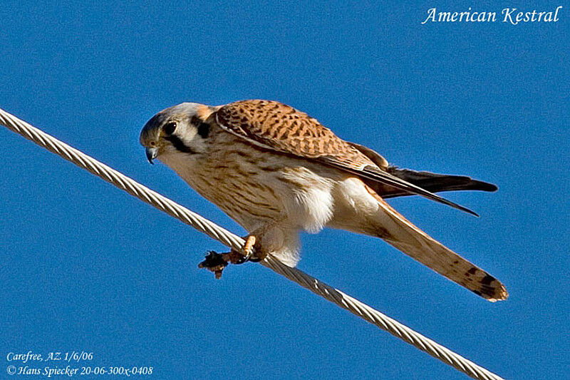 American Kestrel