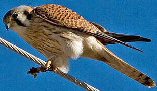 American Kestrel