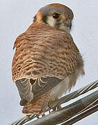 American Kestrel